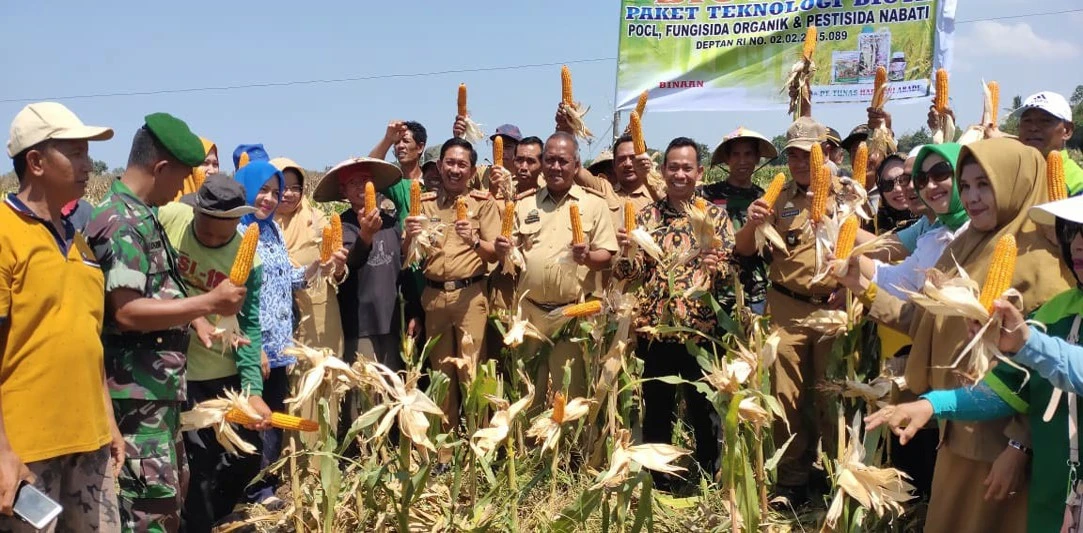 Panen Raya Petani Jagung Pinrang